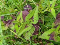 Persicaria nepalensis