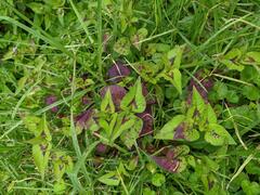 Persicaria nepalensis
