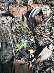 Pterostylis parviflora