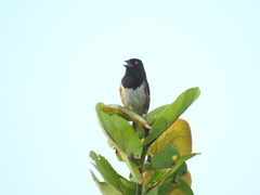 Pipilo erythrophthalmus alleni