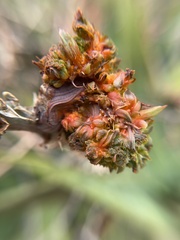 Aceria aloinis