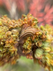 Aceria aloinis