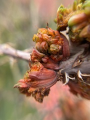 Aceria aloinis