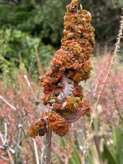 Aceria aloinis