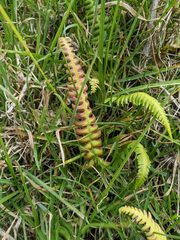 Blechnum polypodioides