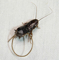 Chordodes