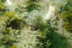 Themiste pyroides