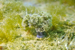 Themiste pyroides