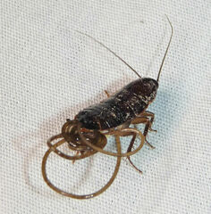 Chordodes