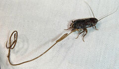 Chordodes