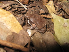 Hypopachus variolosus