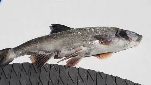 Columbia River dace (Ptychocheilus oregonensis) — Cyprinidae — 5
