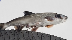 Ptychocheilus oregonensis