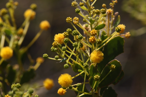 Image of Acacia bivenosa by (c) Hugo Innes, some rights reserved (CC BY)