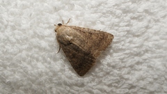 Pandesma robusta