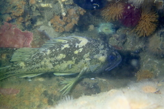 Sebastes chrysomelas