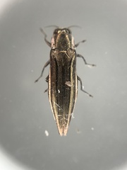 Agrilus macer