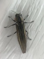Agrilus macer