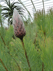 Protea aristata
