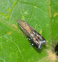 Anacampsis levipedella