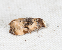 Phalonidia memoranda