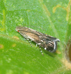 Anacampsis levipedella