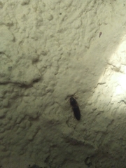 Elateridae