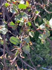 Muehlenbeckia hastulata