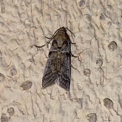 Laetilia dilatifasciella