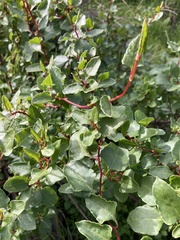 Muehlenbeckia hastulata