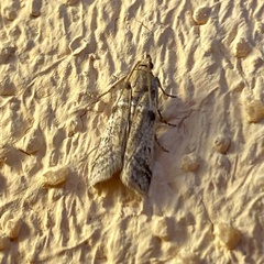 Laetilia dilatifasciella