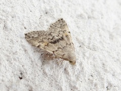 Idia concisa
