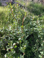 Muehlenbeckia hastulata