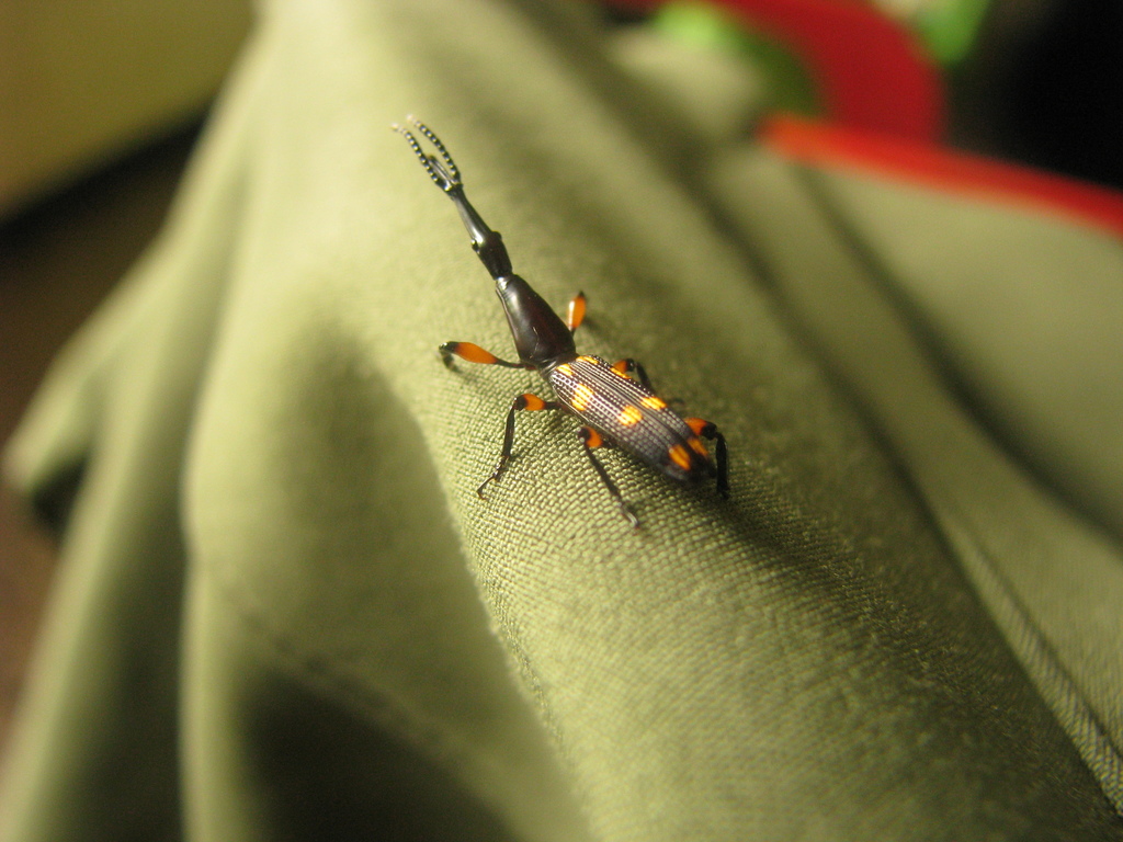 Brentus armillatus