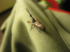 Brentinae