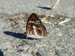 Limenitis sulpitia