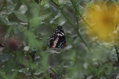 Chlosyne lacinia crocale