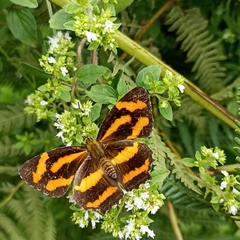 Symbrenthia niphanda