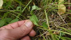Malaxis diphyllos