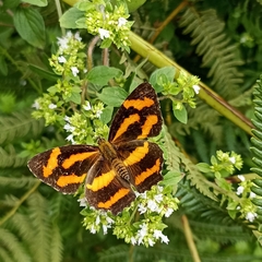 Symbrenthia niphanda