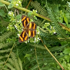 Symbrenthia niphanda