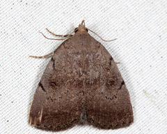 Zanclognatha dentata