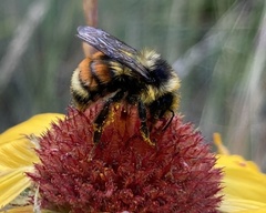 Bombus bifarius