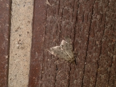 Aglossa pinguinalis