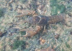 Faxonius yanahlindus