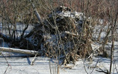 Ondatra zibethicus zibethicus