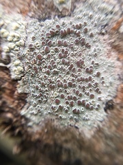 Lecanora argentata