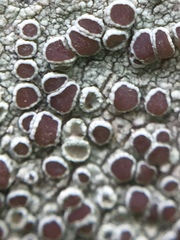 Lecanora argentata