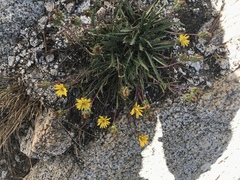 Pyrrocoma apargioides