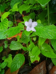 Ruellieae